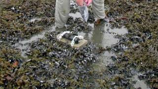 Gulf Oil Spill Effects On Wildlife