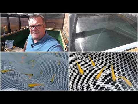 My Koi Breeding Project - Part 33 - Update on 17 day old Kujaku fry