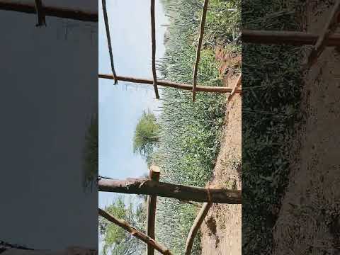 ✨dhanraj_d.a._❤️‍🔥 🫴🌾#Dhanraj D A total