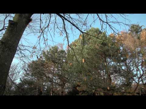 Een boom met oorlogsschade op  Landgoed Te Werve