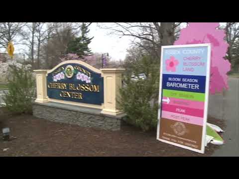 New Cherry Blossom Welcome Center