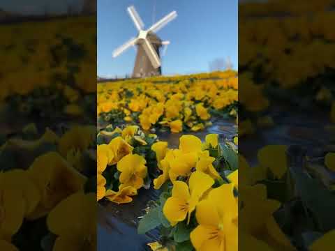 ガーデンイースト露出 半日陰半日向を好む植物を選ぶ