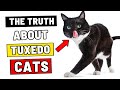 Be Careful If You Have A Tuxedo Cat Here Is Why