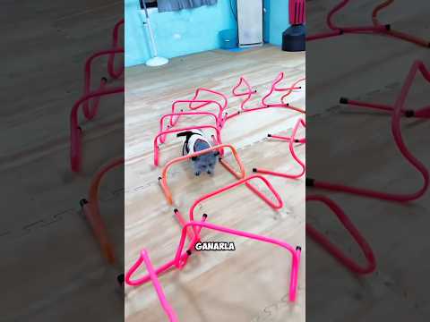 ¡La pasión de Tommy por ganar! ¿Podrá vencer la carrera con likes y apoyo? 💪🏁🐶❤️