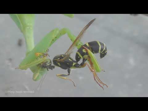 Mantis eating another live wasp