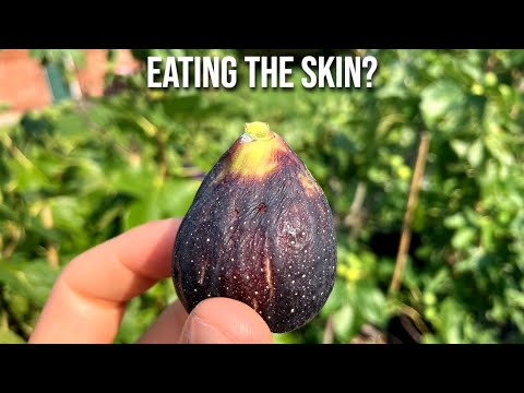 How to Eat Fresh Figs & Can You Eat a Fig's Skin?