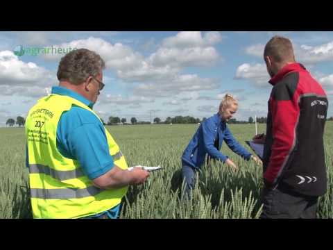 Berufswettbewerb 2017: Bonitur eines Weizenschlags