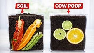 STUFF IN COW S#*T - (the vid you never knew you wanted to see...)