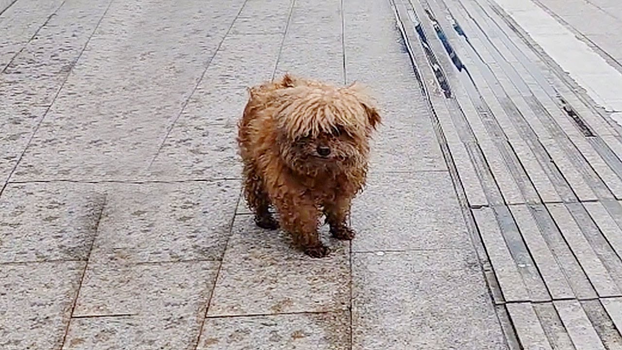 A stray puppy darted through traffic with cars honking, it became a beautiful pet dog after rescued