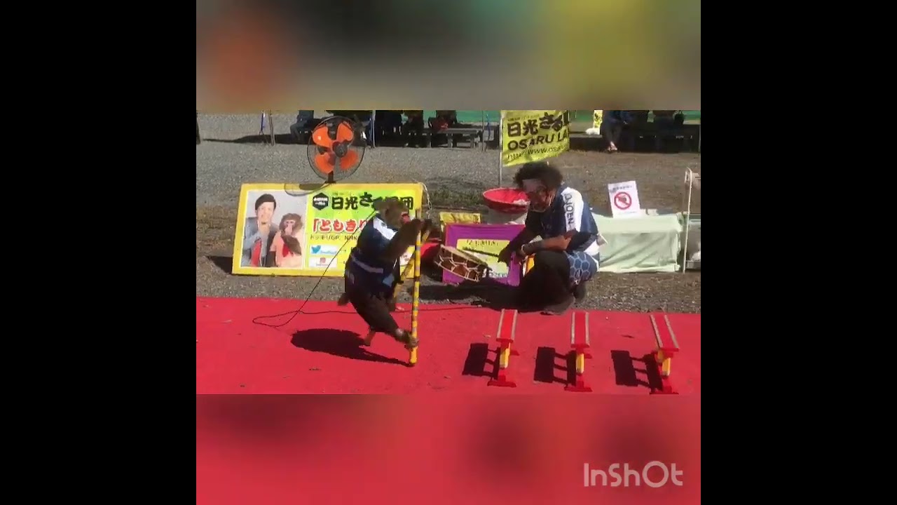 猿回し　日光猿軍団　巾着田