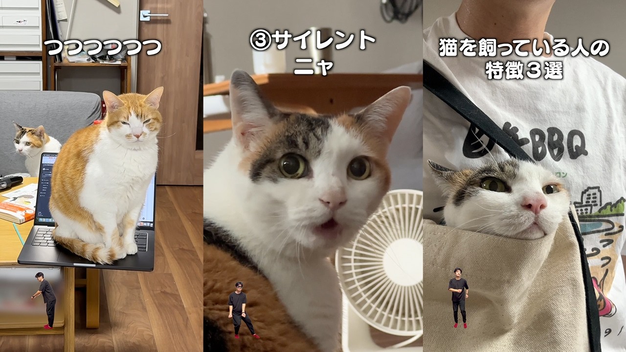 猫飼ってる人にしかワカラナイ７連発