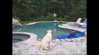 Lab using a flotation device to "save" her owner
