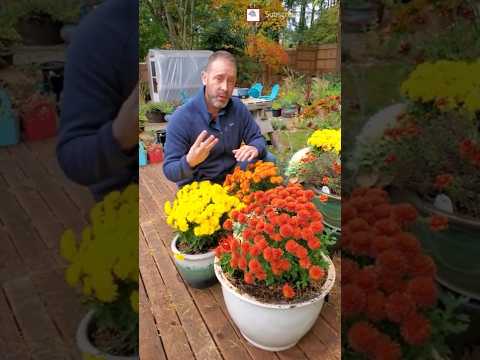 鉢植えのお母さん #shorts を越冬させる 3 つの方法 😀