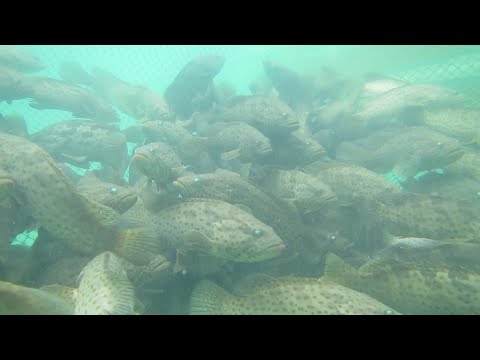 Grouper fish farm