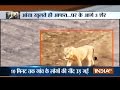 Caught on Camera: 3 Lions Roaming on Road at Amreli in Gujarat