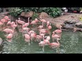 Houston Zoo Chilean Flamingo Aviary