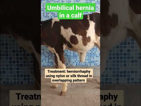 , title : 'Umbilical hernia in a calf/reducible content at the umbilicus/herniorrhaphy in overlapping pattern'
