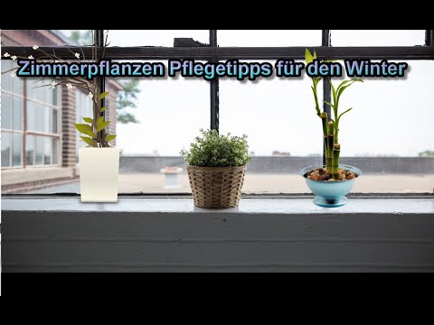 Zimmerpflanzen im Winter pflegen – Winterpflege für Zimmerpflanzen / Pflege Tipps Gießen Düngen usw.
