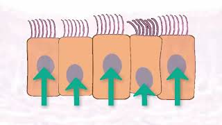 Epithelial Tissue Types Explained | Simple, Stratified, Pseudostratified & Transitional Epithelium
