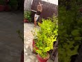 Shivangi Sharma Bhool Bhulaiya Belly Dance Dshivangisharma Shivangisharma Bellydance Viral