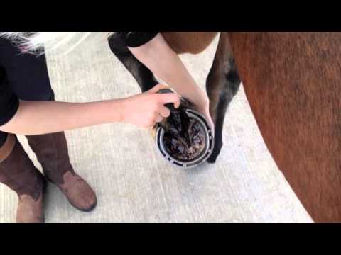 Applying the Tea Tree Hoof Oil