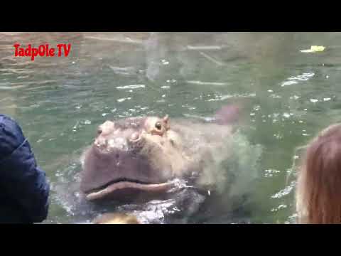 Hippo Eating Lettuce for Lunch