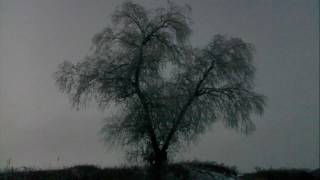 Animal Collective ~ Winters Love