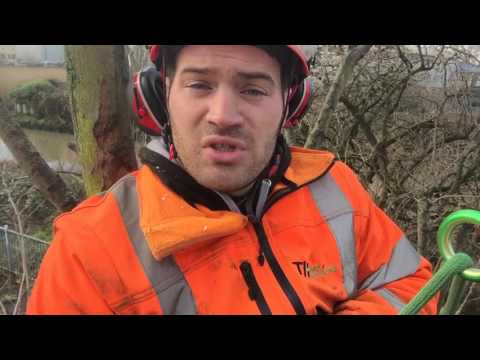 Tree surgeon video 1