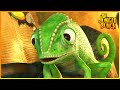 The Melting Mangoes Jungle Bunch 75 Compilation Cartoon For Kids
