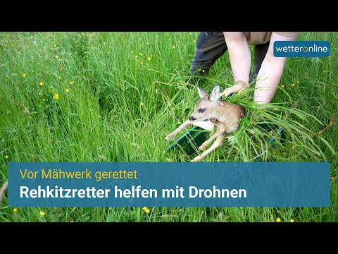 Rehkitzretter erfolgreich unterwegs–Per Drohne Kitze in Feldern lokalisiert und vor Mähtod gerettet