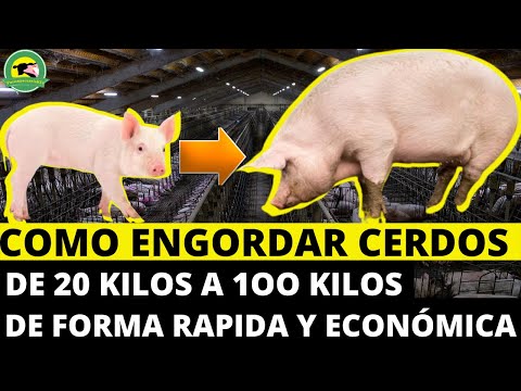, title : 'Como ENGORDAR CERDOS De 20 Kilos A 100 kilos De Forma Rápida Y Económica🐷(Fórmula Alimenticia)'