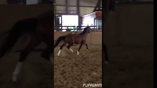 Video of Ekholt's Macan