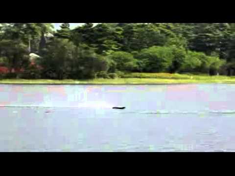 TFL Carbon Zonda Testing DV