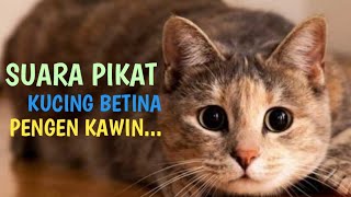 Download lagu suara pikat kucing ampuh auto nyamperin || kucing betina pengen kawin mp3 Download lagu suara pikat kucing ampuh auto nyamperin || kucing betina pengen kawin mp3