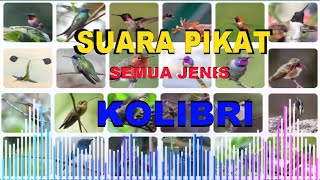Download lagu Suara Pikat Semua Jenis Burung Kolibri Ribut mp3