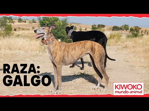 Characteristics of the SPANISH GREYHOUND 🐶✅