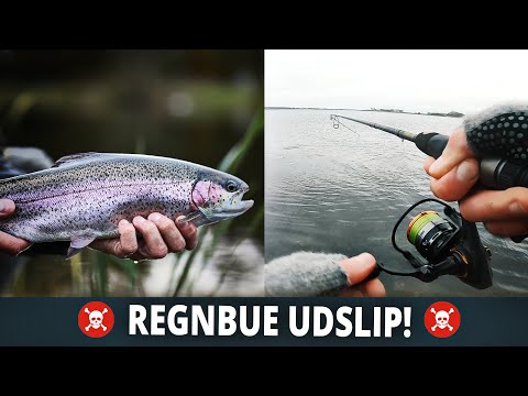 Undslupne regnbueørreder på kysten