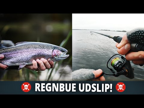 Regnbueørred Udslip!
