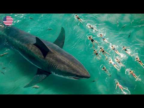 Mutant sharks invade Paris during the Olympic Games and turn the city into chaos – UNDER PARIS