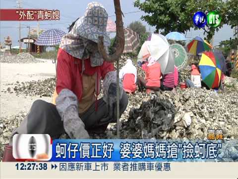 "撿蚵底"月入3萬 外配搶著賺!