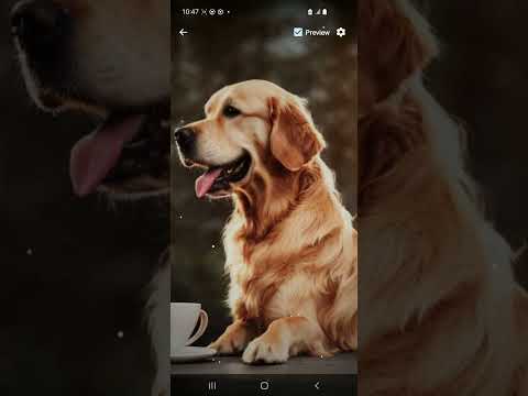 Golden Retriever Wallpaper