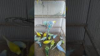 🐦初心者向けセキセイインコ飼い方｜これだけ押さえておけば大丈夫