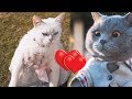Aaron 039 s Animal 039 s Happy Valentine 039 s Day Aaron 039 s Animal 039 s Happy Valentine 039 s Day