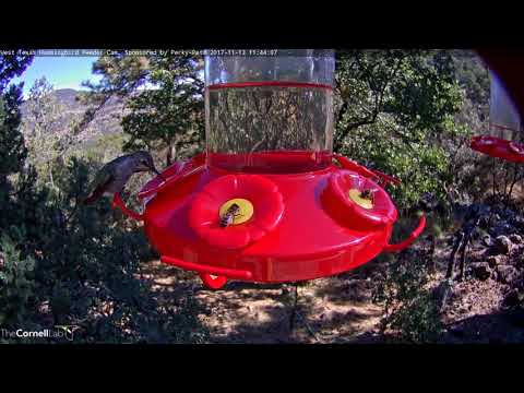 Anna's Hummingbird In Windy West Texas – Nov. 13, 2017