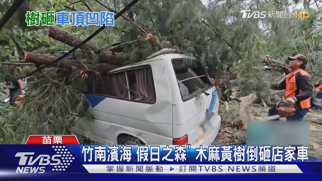 竹南濱海「假日之森」 木麻黃樹倒砸店家車