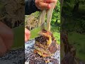 Huge Steak That MELTS Cooked Over Open Flame