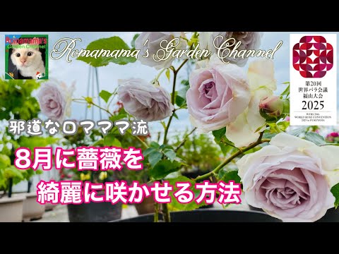 美しいバラの茂みを育てるにはどうすればよいですか？マスターすべき 6 つの基本的なジェスチャー  庭園