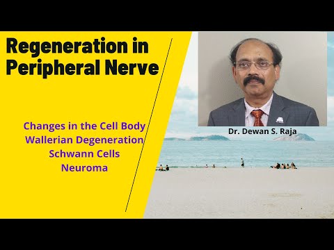 Regeneration in Peripheral Nerve