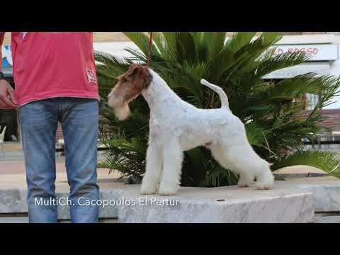 WIRE FOX TERRIER CH.CACOPOULOS EL PERTUR