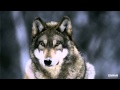 Блатной Удар - Одинокий волк 